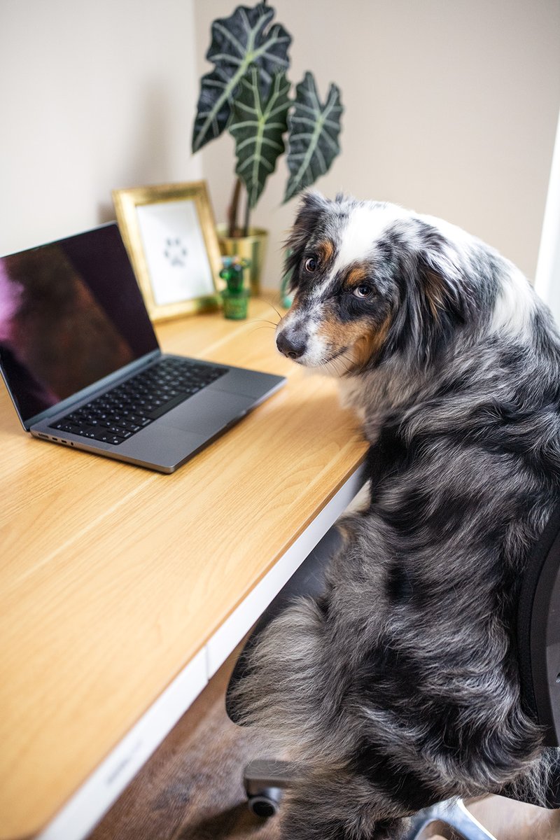 FlexiSpotDE's tweet photo. Unsere Schreibtische sind bei diesen kleinen, pelzigen Freunden sehr beliebt! 🐾

Sind Sie eher ein Katzen- oder Hundefreund? 🐱 🐶

Hinterlassen Sie Ihre Kommentare unten! Und… dürfen wir Ihre pelzigen Freunde sehen?🥰 https://t.co/RolQoIlsca