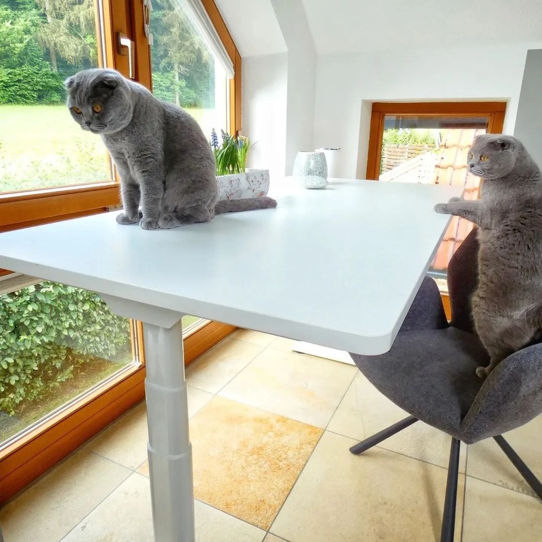 FlexiSpotDE's tweet photo. Unsere Schreibtische sind bei diesen kleinen, pelzigen Freunden sehr beliebt! 🐾

Sind Sie eher ein Katzen- oder Hundefreund? 🐱 🐶

Hinterlassen Sie Ihre Kommentare unten! Und… dürfen wir Ihre pelzigen Freunde sehen?🥰 https://t.co/RolQoIlsca