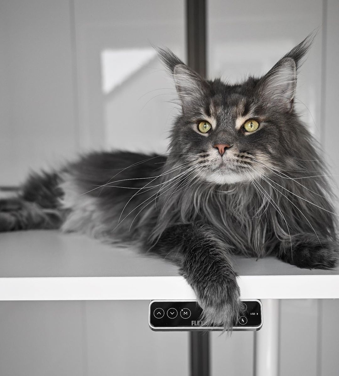 FlexiSpotDE's tweet photo. Unsere Schreibtische sind bei diesen kleinen, pelzigen Freunden sehr beliebt! 🐾

Sind Sie eher ein Katzen- oder Hundefreund? 🐱 🐶

Hinterlassen Sie Ihre Kommentare unten! Und… dürfen wir Ihre pelzigen Freunde sehen?🥰 https://t.co/RolQoIlsca