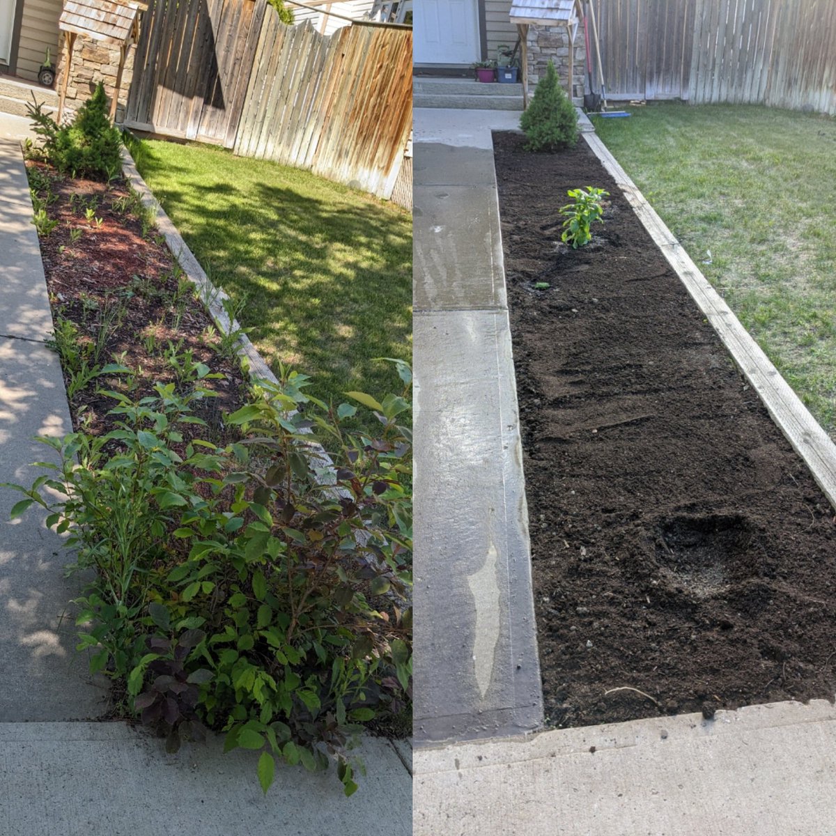 ah the garden is looking so good!