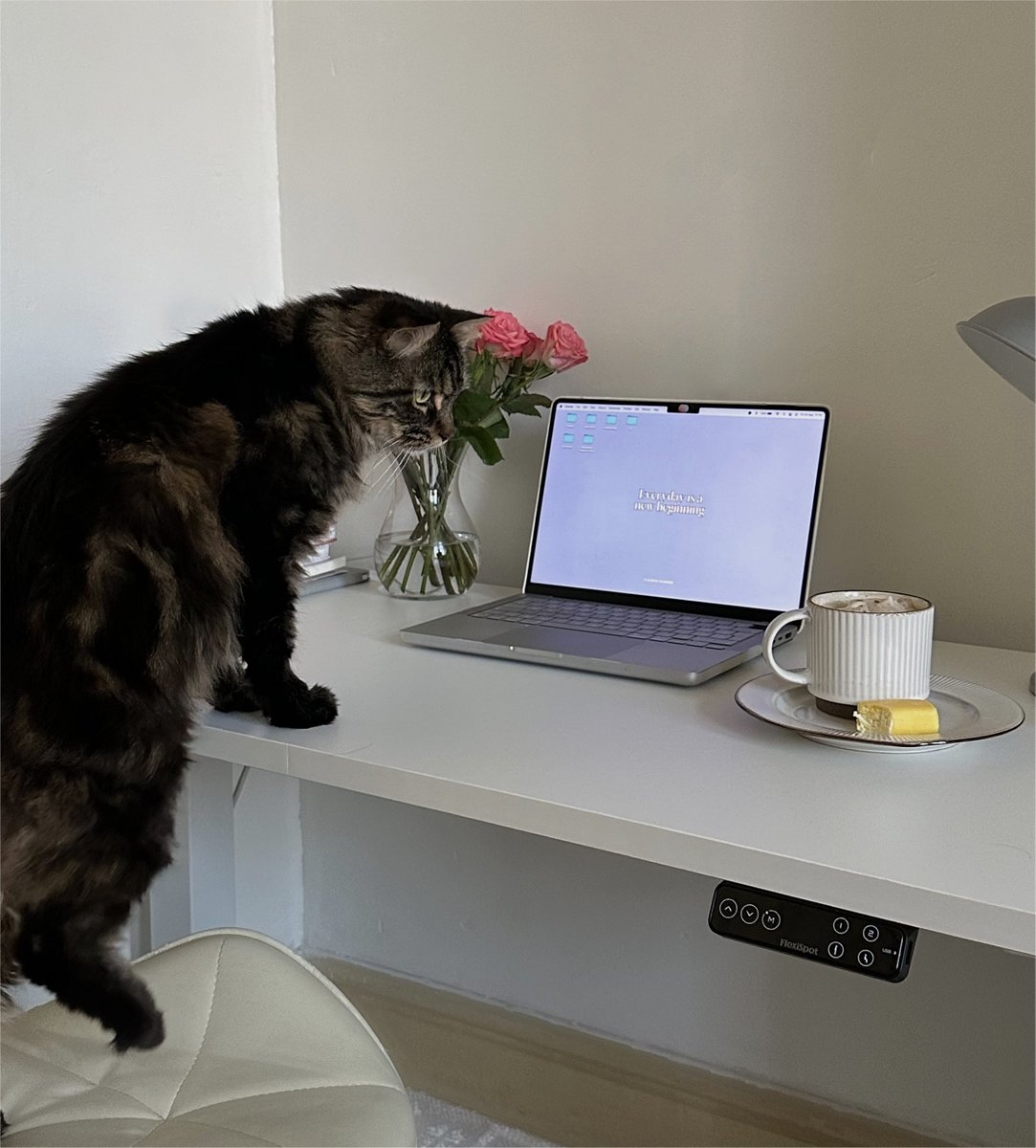 FlexiSpotDE's tweet photo. Unsere Schreibtische sind bei diesen kleinen, pelzigen Freunden sehr beliebt! 🐾

Sind Sie eher ein Katzen- oder Hundefreund? 🐱 🐶

Hinterlassen Sie Ihre Kommentare unten! Und… dürfen wir Ihre pelzigen Freunde sehen?🥰 https://t.co/RolQoIlsca