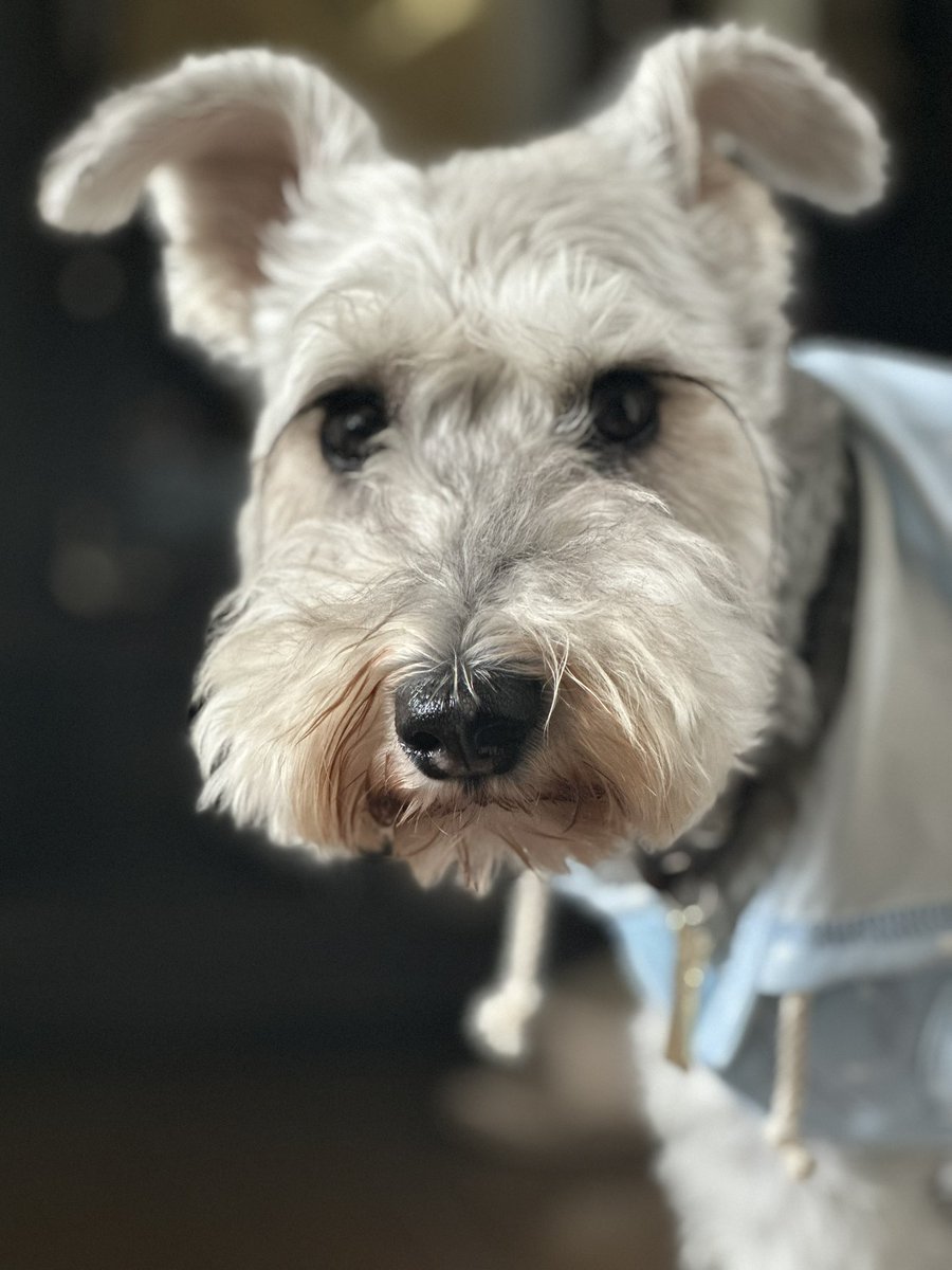 おはようございマッシュ🐶🍄

お仕事行ってきマッシュ♪

#おべべ着せられて不機嫌
#虫除け服だよ