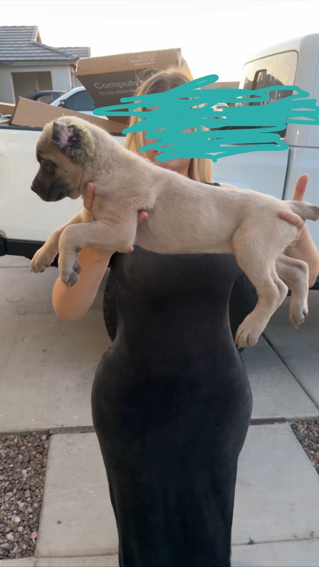Boy_Bron's tweet photo. Pure bread Cane Corso female puppy for sale!!! Dm me for details she’s the last one from her litter! https://t.co/yAjiplNL3M