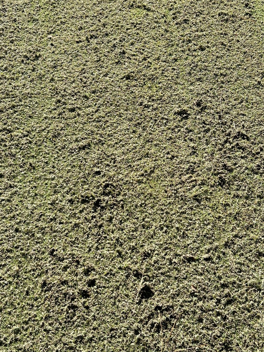 KThompGolf1's tweet photo. Day 3 of maintenance week recap, more verti cutting, more punching, more sanding, more rolling, more edging, more dragging, more blowing, more sweeping, and this guy. #truebluegolf #webusy #notforthelazy https://t.co/tPGkOW4zna