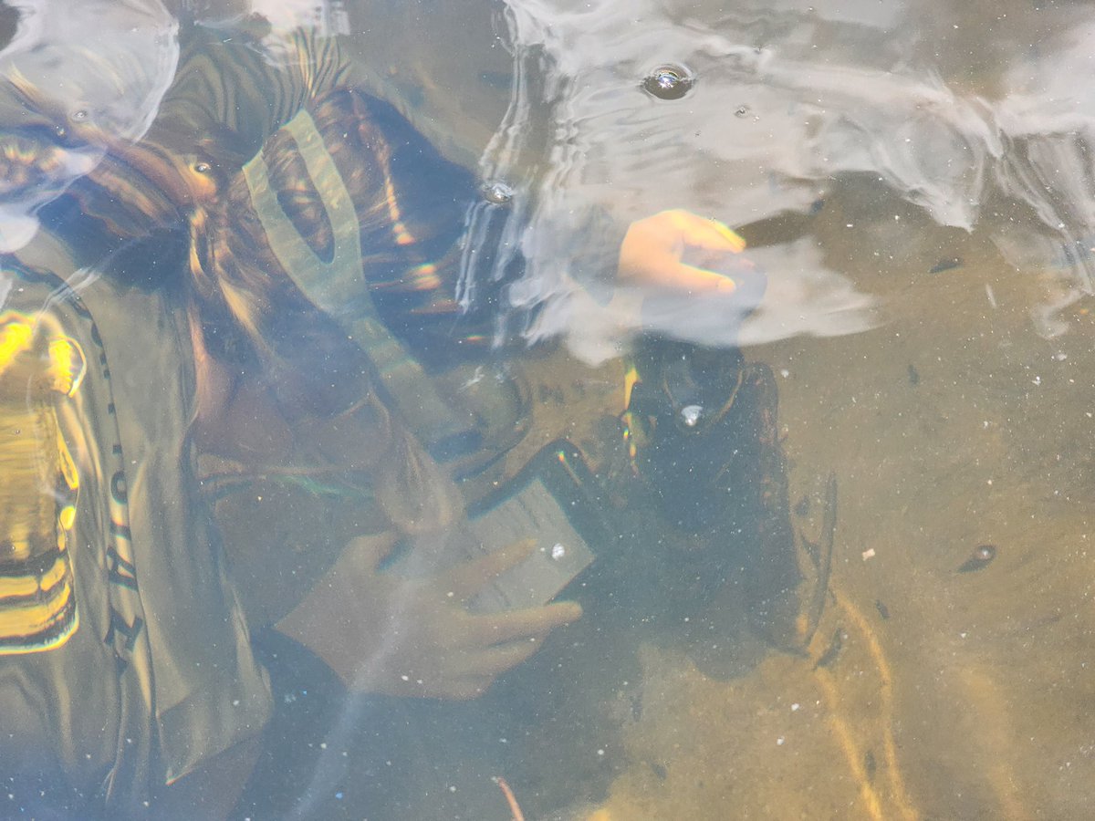 TReidNelson1's tweet image. First successful underwater data download with @Innovasea fathom. For those of us in murky water on breath holds we have some suggestions for app improvement / workflow. #trackingnotslacking

But over all success. @ESPMasonU @PEREC_GMU @GMU_COS