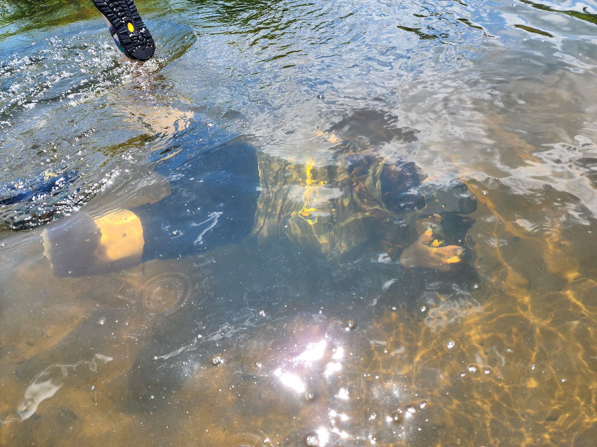 TReidNelson1's tweet image. First successful underwater data download with @Innovasea fathom. For those of us in murky water on breath holds we have some suggestions for app improvement / workflow. #trackingnotslacking

But over all success. @ESPMasonU @PEREC_GMU @GMU_COS