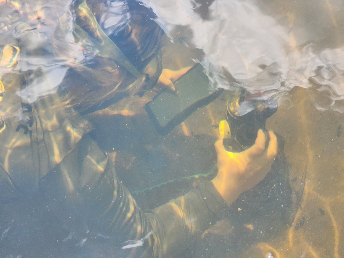 TReidNelson1's tweet image. First successful underwater data download with @Innovasea fathom. For those of us in murky water on breath holds we have some suggestions for app improvement / workflow. #trackingnotslacking

But over all success. @ESPMasonU @PEREC_GMU @GMU_COS