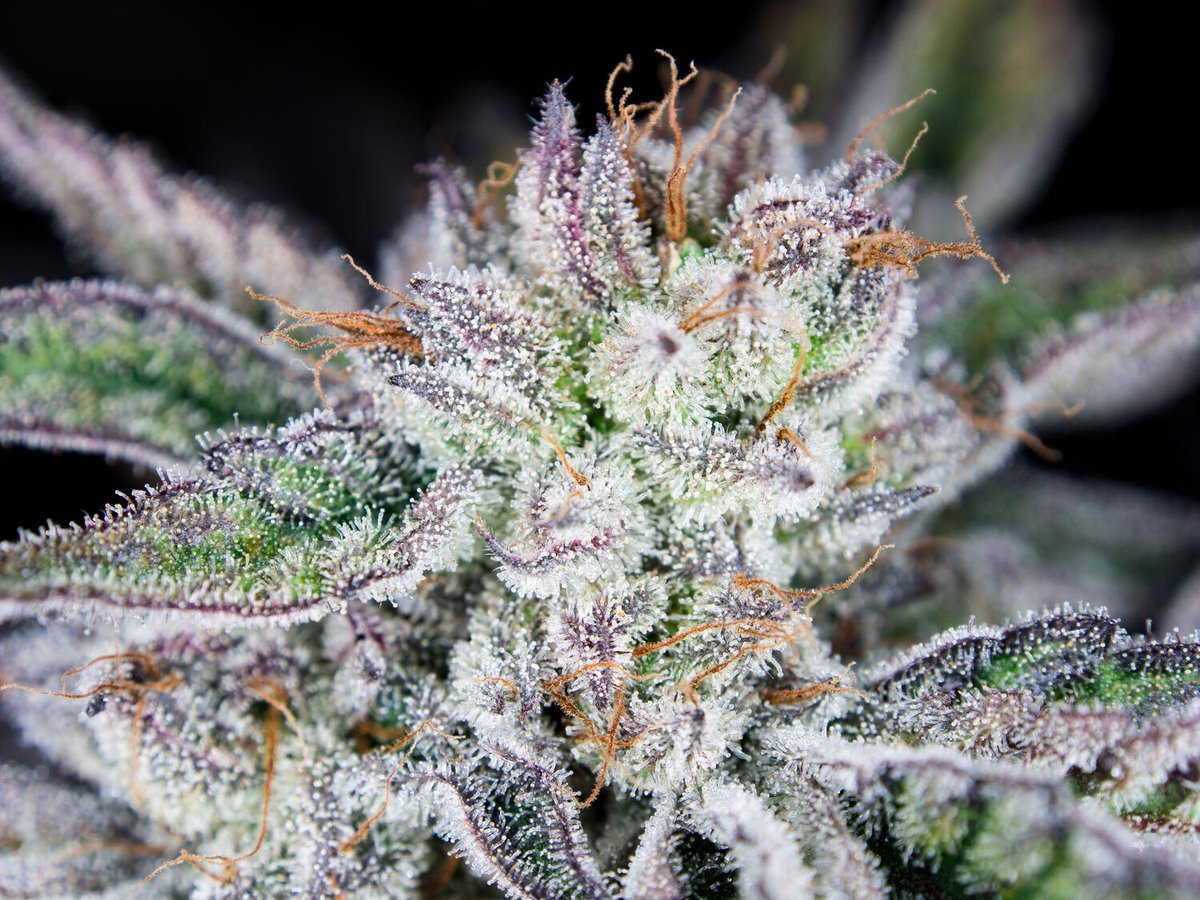 Lets get your ladies what they deserve, high quality ingredients produce high quality flower.
