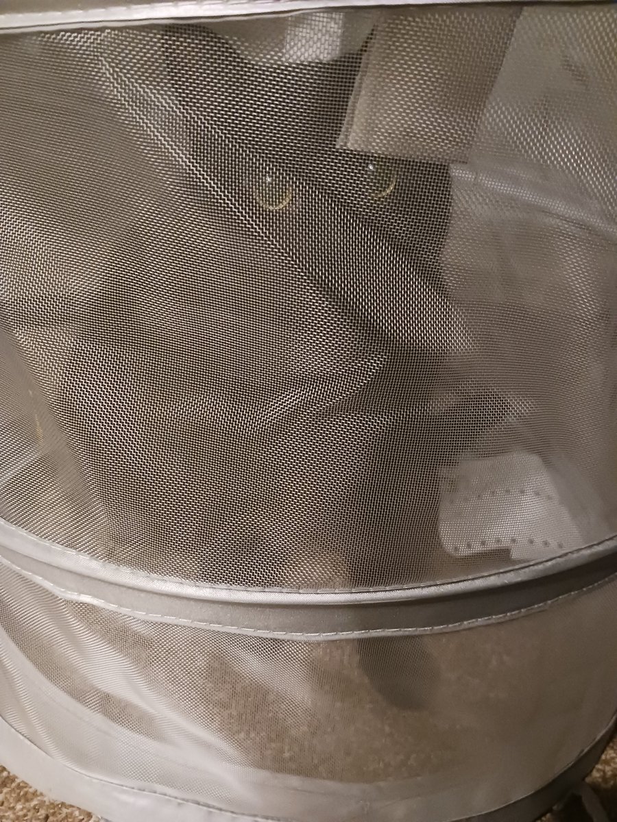 DeadlyNaya tweet media