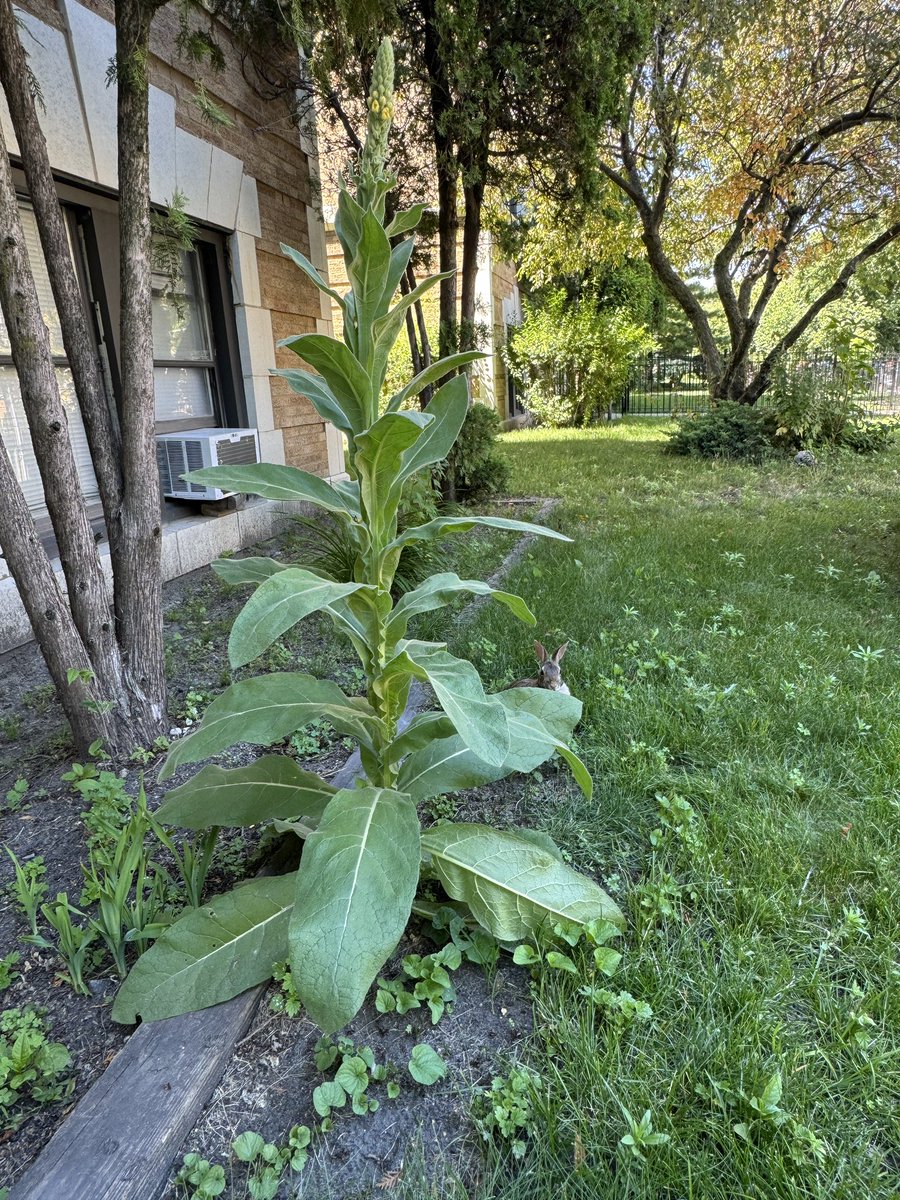 A great mullein plant, with rabbit for scale