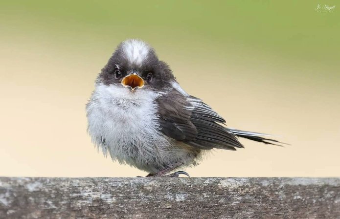 Jo Angell (@joangell5) on Twitter photo First day fledged long tailed tit. Just incredible to see these babies fledge
<a href="/CanonUKandIE/">Canon UK and Ireland</a> <a href="/BBCSpringwatch/">BBC Springwatch</a> <a href="/scenesfromMK/">scenesfromMK</a> #scenesfrommk
<a href="/TheParksTrust/">The Parks Trust</a> #buckinghamshire <a href="/Natures_Voice/">RSPB</a> First day fledged long tailed tit. Just incredible to see these babies fledge
<a href="/CanonUKandIE/">Canon UK and Ireland</a> <a href="/BBCSpringwatch/">BBC Springwatch</a> <a href="/scenesfromMK/">scenesfromMK</a> #scenesfrommk
<a href="/TheParksTrust/">The Parks Trust</a> #buckinghamshire <a href="/Natures_Voice/">RSPB</a>