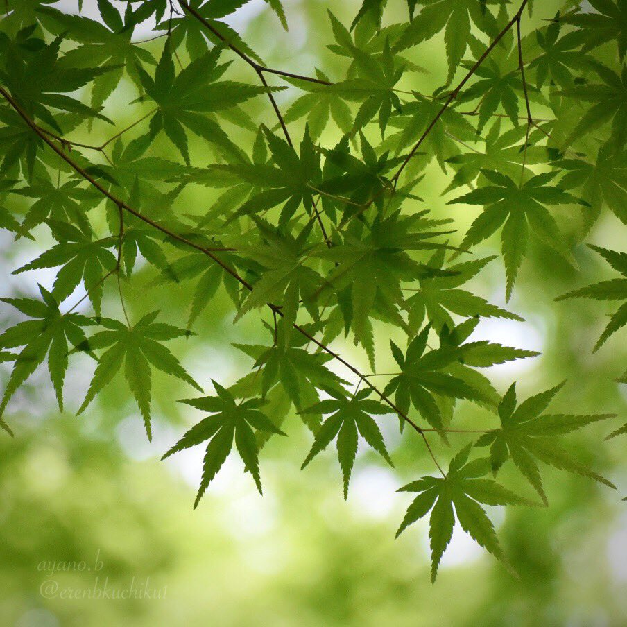 erenbkuchiku1's tweet photo. 涼風さらさら  青もみじ

#maple https://t.co/hGLnpWB9pK