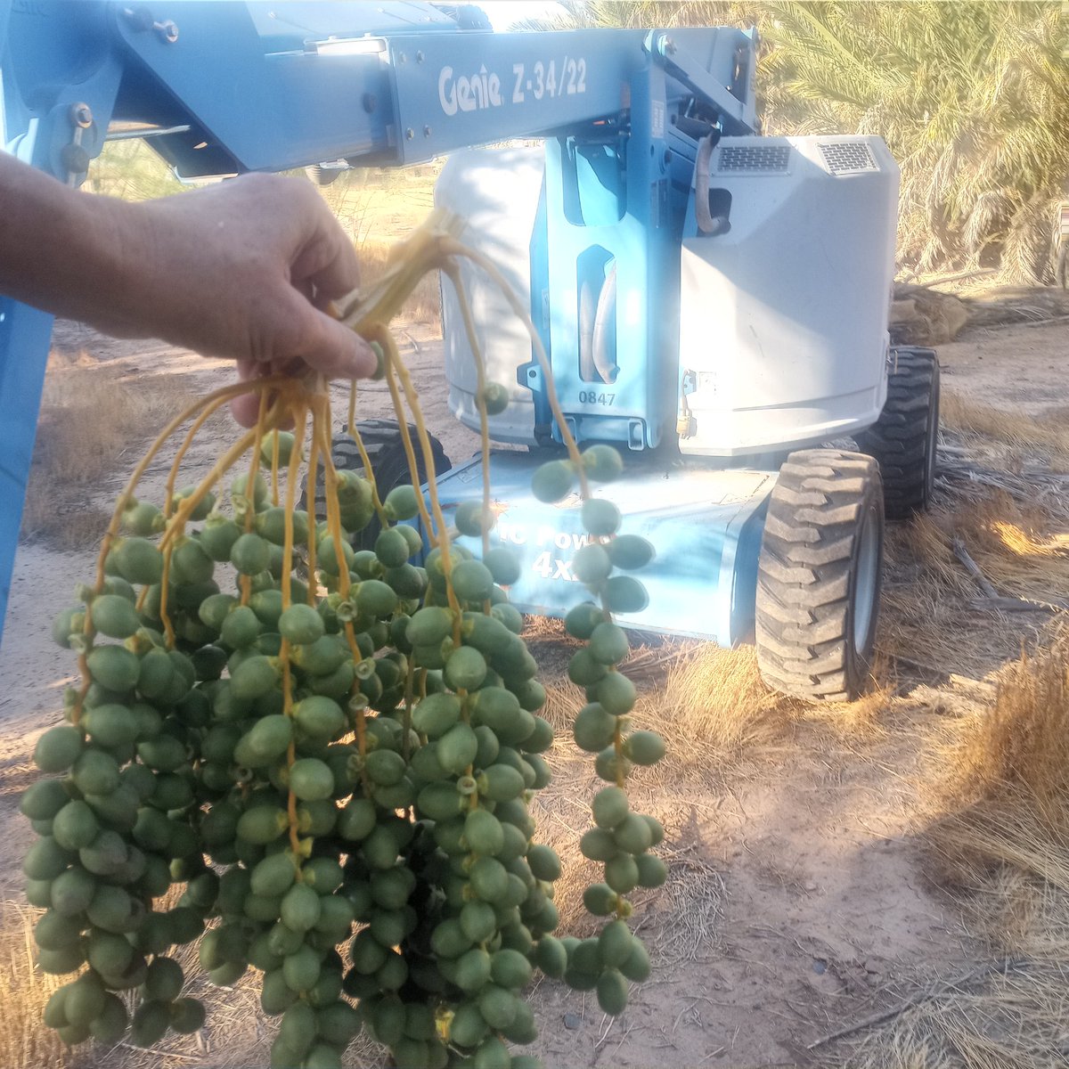 Josh finished bagging the Honey date palm.  14 bagged bunches evenly encircles the crown. Each bunch needs to be thinned to prevent its weight from bending or pinching the supporting stalk in half thereby killing the date bunch. The center tip of each bunch was cut off to thin it