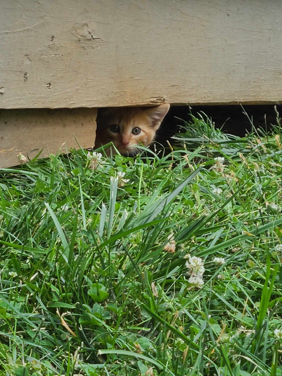 InvestLyh's tweet photo. Met with a great investor in Lynchburg today about a project they did, and I saw these guys across the yard!! My wife instantly assured me she would invest... in kittens!!! #meow #catverse #CatsAreFamily #realestateinvestor #Virginiarealestate #biggerpockets https://t.co/VeSf0DtBZl