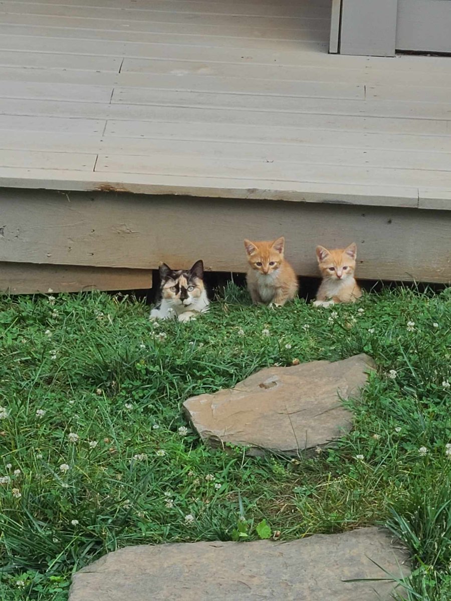 InvestLyh's tweet photo. Met with a great investor in Lynchburg today about a project they did, and I saw these guys across the yard!! My wife instantly assured me she would invest... in kittens!!! #meow #catverse #CatsAreFamily #realestateinvestor #Virginiarealestate #biggerpockets https://t.co/VeSf0DtBZl