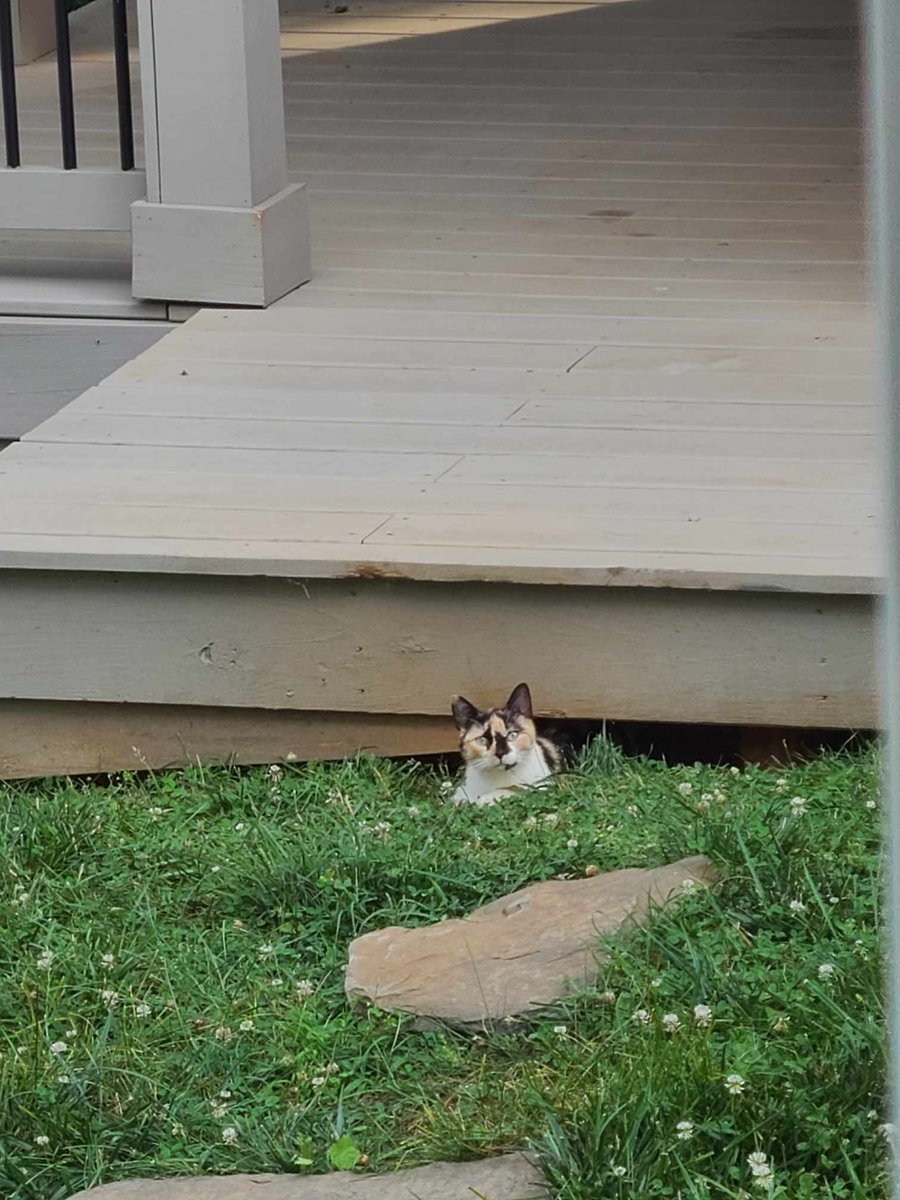 InvestLyh's tweet photo. Met with a great investor in Lynchburg today about a project they did, and I saw these guys across the yard!! My wife instantly assured me she would invest... in kittens!!! #meow #catverse #CatsAreFamily #realestateinvestor #Virginiarealestate #biggerpockets https://t.co/VeSf0DtBZl