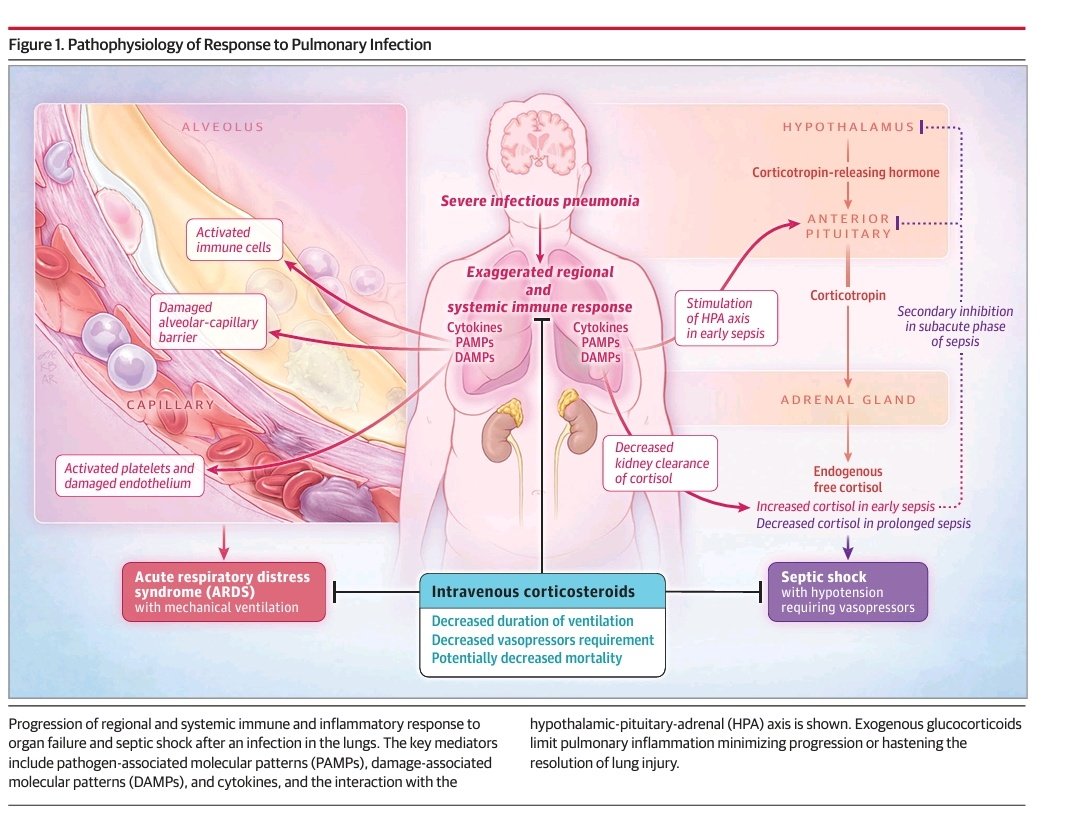 Sofade2ptos's tweet photo. 🔰Corticosteroides en dosis bajas para adultos críticamente enfermos con infecciones pulmonares graves
📖JAMA Junio 2024
🪄Enlaces de descarga directa en comentarios ⬇️ https://t.co/ayW4C59Nip