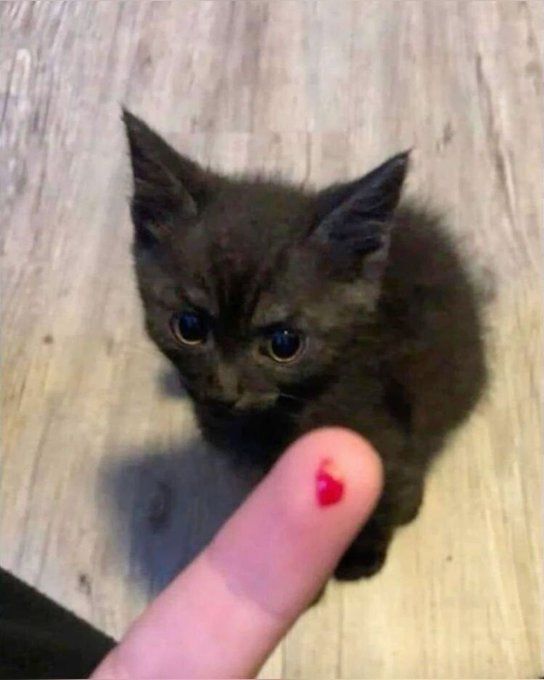 catssbeingsilly's tweet photo. https://t.co/kLV8yySDz5