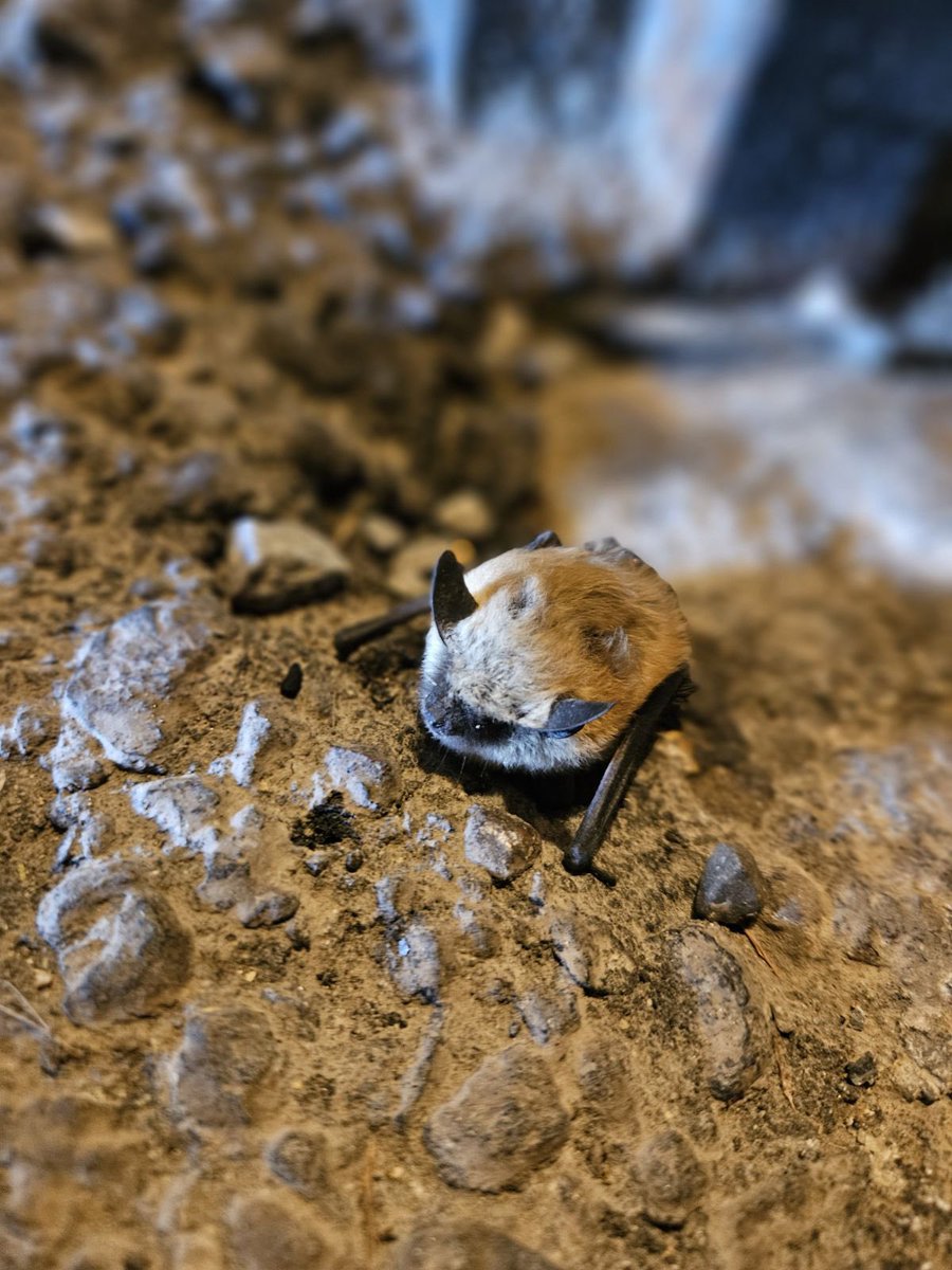 Sophianeⵣ is Team Hoary🦇🦇 tweet media