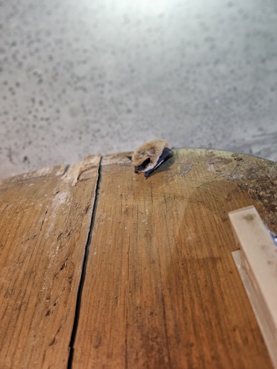 Sophianeⵣ is Team Hoary🦇🦇 tweet media