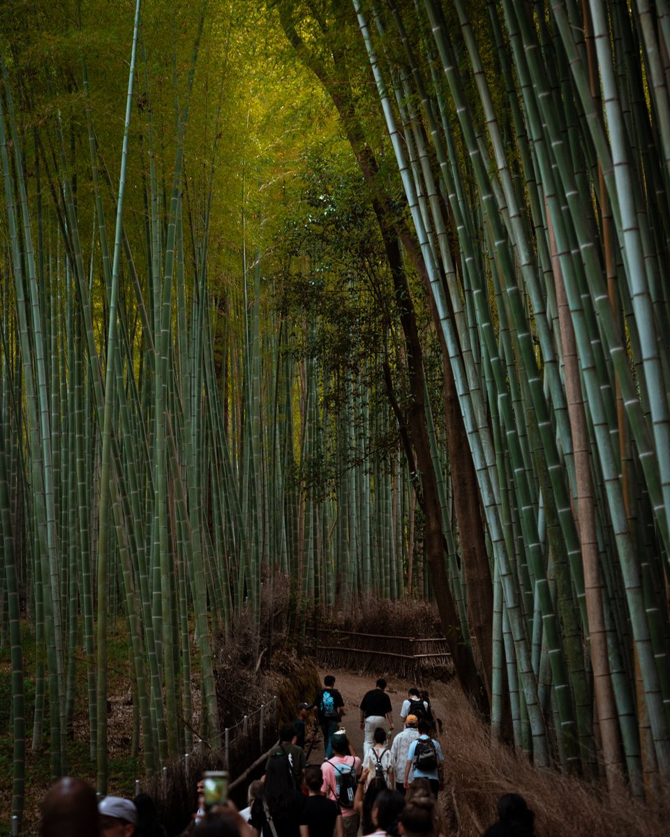 HawaiiWBB's tweet photo. 美しい竹林
Japan’s beauty never ceases to amaze!
✔️ Kinkakuji
✔️ Arashiyama Bamboo Forest
#GoBows #SISTAHHOOD #BowsInJapan https://t.co/Sbdy24znrB
