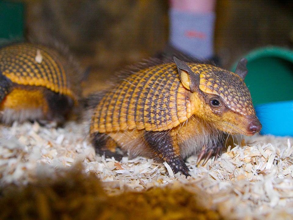 zoos_aquariums's tweet photo. What’s better than one screaming hairy armadillo? Two! @AudubonNature recently welcomed a special set of twins, named Birkenstock and Teva. Learn how this species got its name in Connect: https://t.co/iGaNfNVJ1G.
#ZooBorns #ZooBaby #Armadillos #Twins #NewOrleans #Louisiana https://t.co/NcLZpAimxS