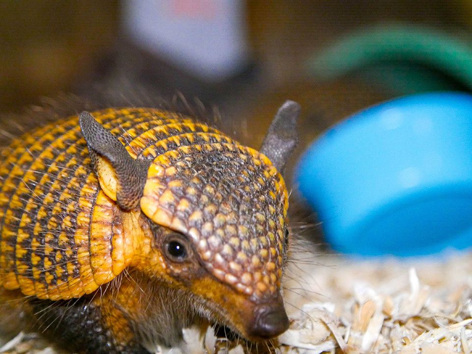 zoos_aquariums's tweet photo. What’s better than one screaming hairy armadillo? Two! @AudubonNature recently welcomed a special set of twins, named Birkenstock and Teva. Learn how this species got its name in Connect: https://t.co/iGaNfNVJ1G.
#ZooBorns #ZooBaby #Armadillos #Twins #NewOrleans #Louisiana https://t.co/NcLZpAimxS
