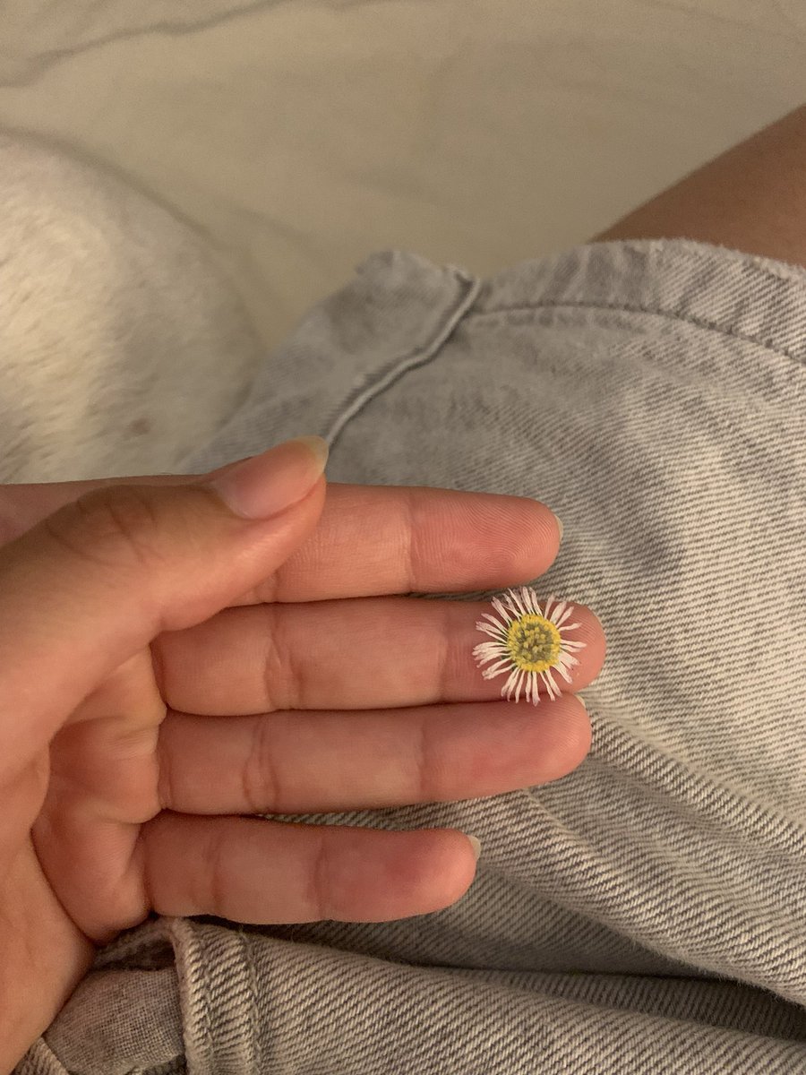 francinobea's tweet photo. Um dia eu encontrei ela do passeando com a cachorra dela e ela me deu uma mini margarida que guardo até hoje no meu celular 😭✨🤌🏼 https://t.co/xmSTP1d7fw