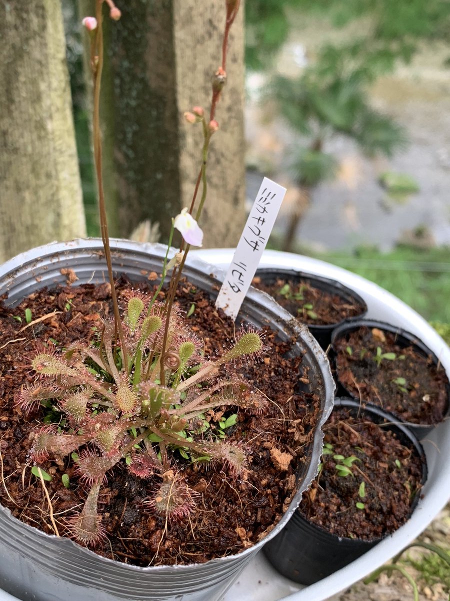 a_d_1999's tweet photo. ホームセンターで買った食虫植物、ミミカキグサ のリビタ
白い小さなお花が可愛い😍
葉っぱも可愛い〜〜♡♡♡
株の周りに小さな芽がたくさんでてたから、小さなポットに植え付けてみた
増えるのだろか？
食虫植物はマジ素人（ ;  ; ） https://t.co/ZwfBUa2jyl