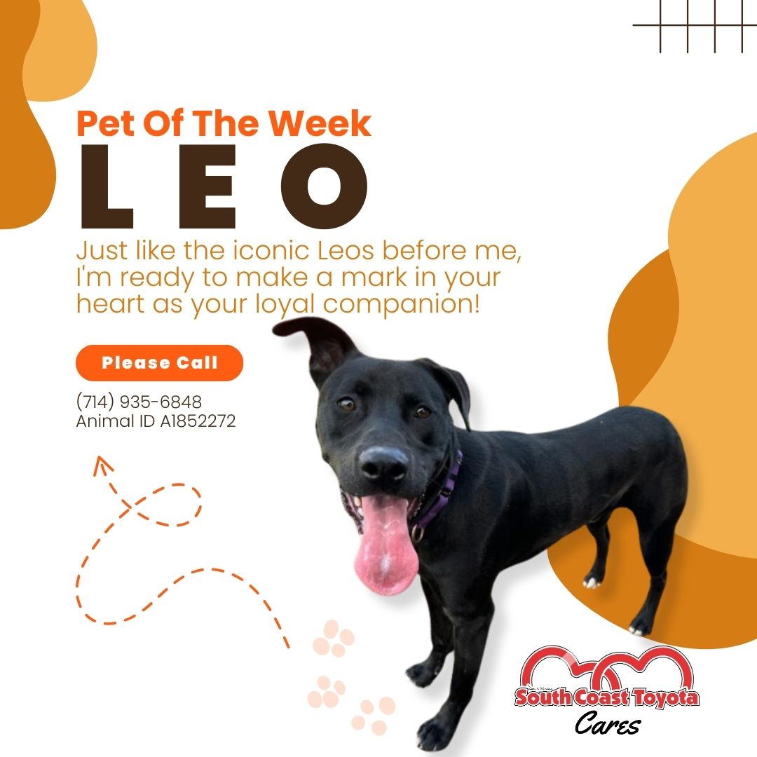 SouthCoastT's tweet image. 🐾 Im Leo! 🌟 Ready to become your new best friend! At 1 year &amp;amp; 7 months, I&apos;m full of love &amp;amp; ready for a furever home. 

#AdoptLeo #PawrentSearch #SouthCoastToyota ⁠#SouthCoastToyotaCares #warmyourheartwednesday #SaveaLife #adoptlocal