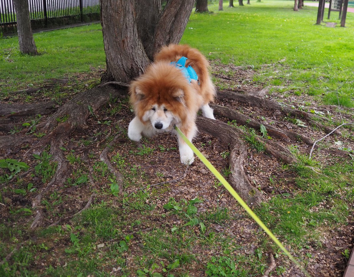 犬さん (@inusan__) / Posts / X