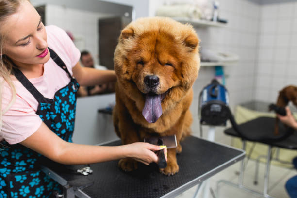 AffectionateGr1's tweet photo. Did you know brushing your dog's teeth regularly can help prevent dental diseases and bad breath? It's important to use a toothbrush and toothpaste specifically designed for dogs and to start the habit early to avoid resistance or discomfort. https://t.co/hfx6XPst13