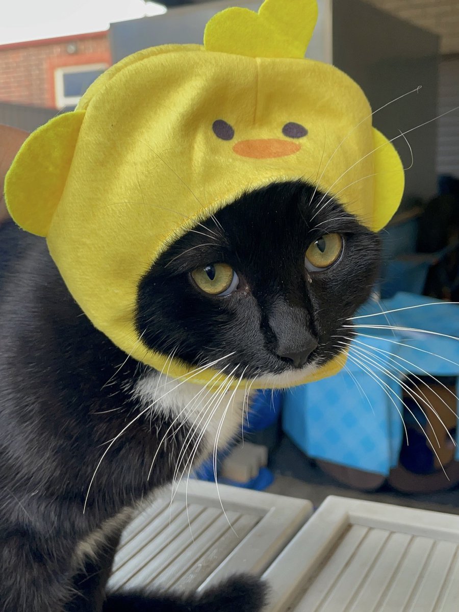 half_straycat's tweet image. Could you spare me with the cosplay every day💕
Chick Oreo🐣

#confusedface #Toobig #cat #CatLife #HalfStrayCat #WhiteCat #BlackCat #LovelyCat #PawPads #Cattastic #CatOfTheDay