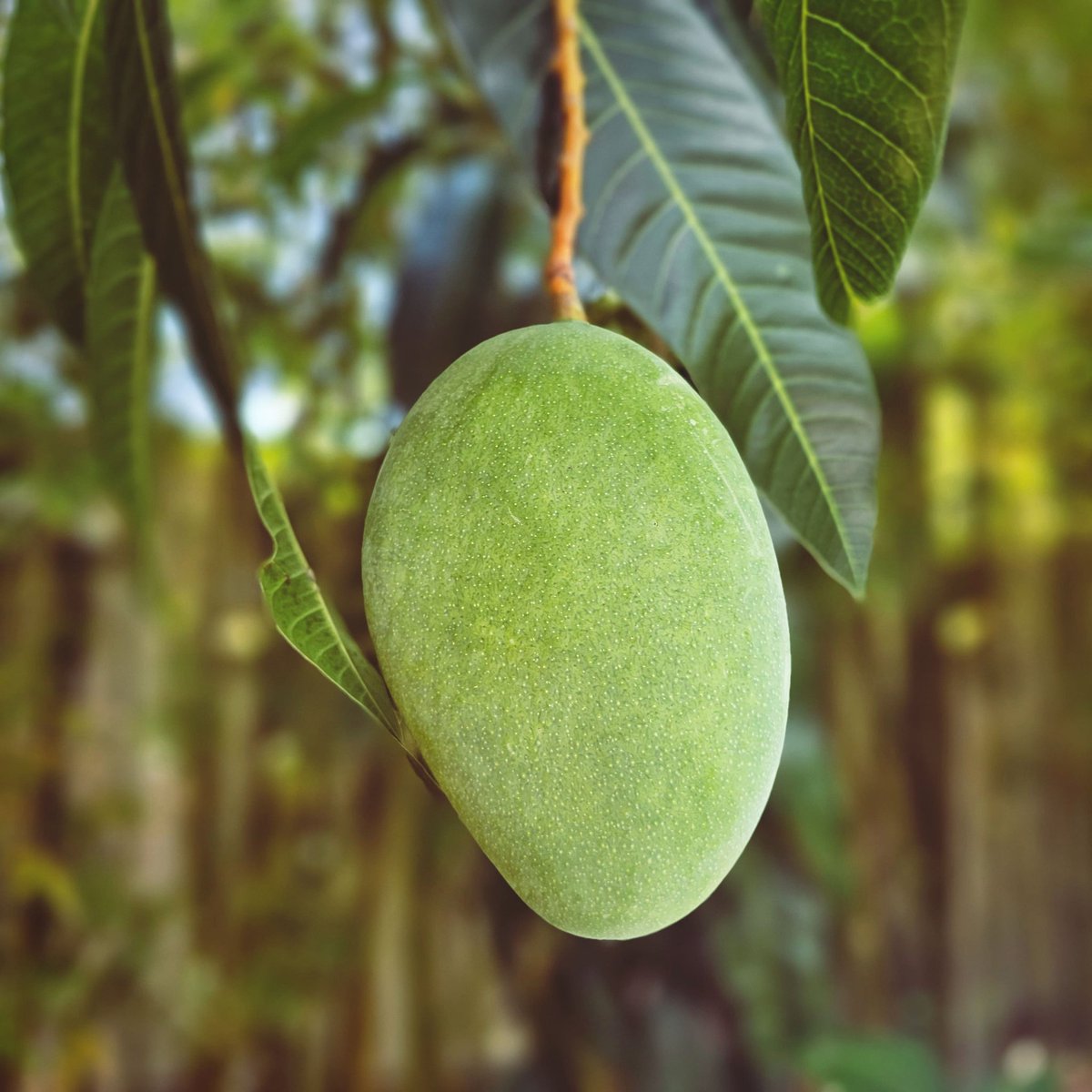 AMadeOfAllWork's tweet image. This is the first year my Fruit Punch #Mangoes 🥭 are starting to come in. Only getting two, which is probably more than this little tree can handle, but I'm making sure it's supported.  Super excited to try them when they are ripe!

#fruitpunchmango #fruitpunchmangoes #mangos