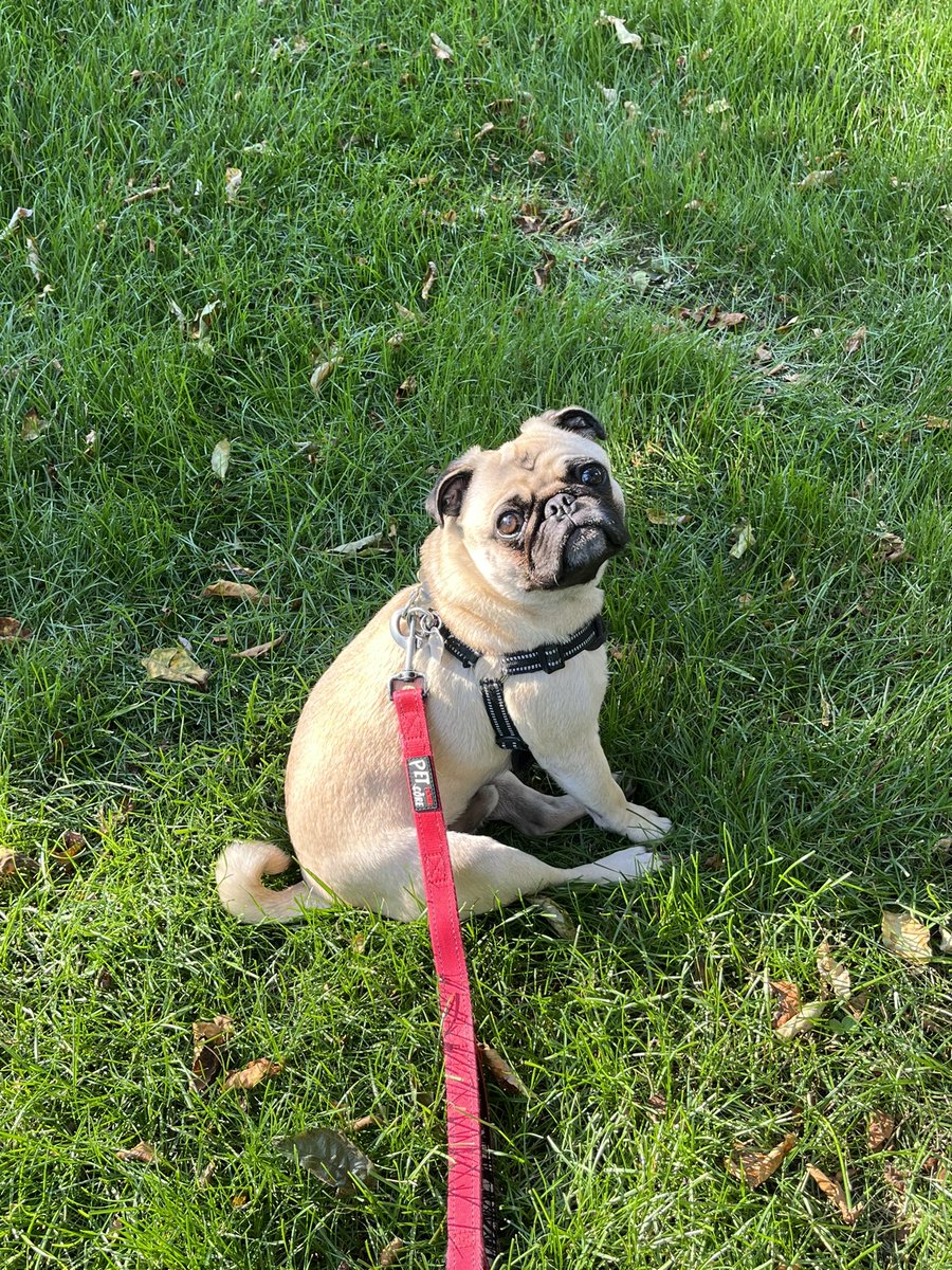 #PugTalk live shot! 🥰