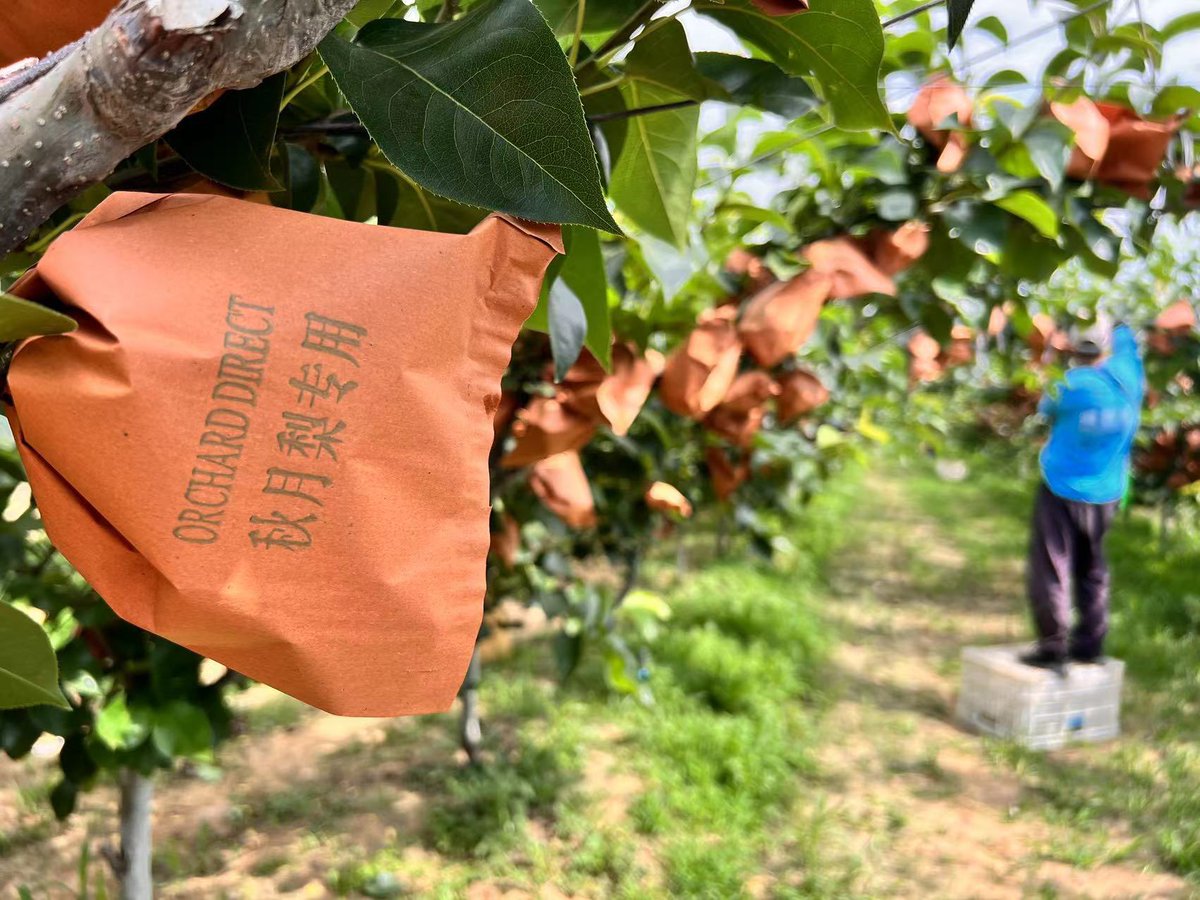 goOrchardDirect's tweet photo. To ensure the safety of our Autumn moon®️pears， Orchard Direct implements comprehensive monitoring from the orchard to the consumer. https://t.co/16ompy4yh0