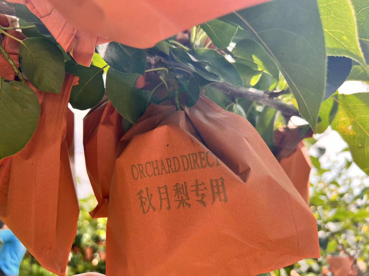 goOrchardDirect's tweet photo. To ensure the safety of our Autumn moon®️pears， Orchard Direct implements comprehensive monitoring from the orchard to the consumer. https://t.co/16ompy4yh0