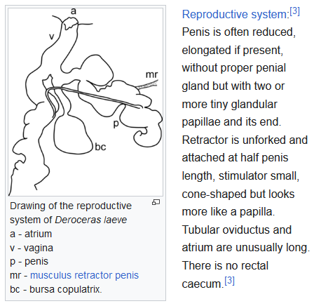 SvobodaLab's tweet photo. #PhallusThursday ... if you did not hear it yet, our lab is desperately searching for this penis! I'd pay thousand Euro reward to a person who would find a living slug with it. 😁
(https://t.co/ZZFxjDxZLN) https://t.co/lFEmrMF2B3