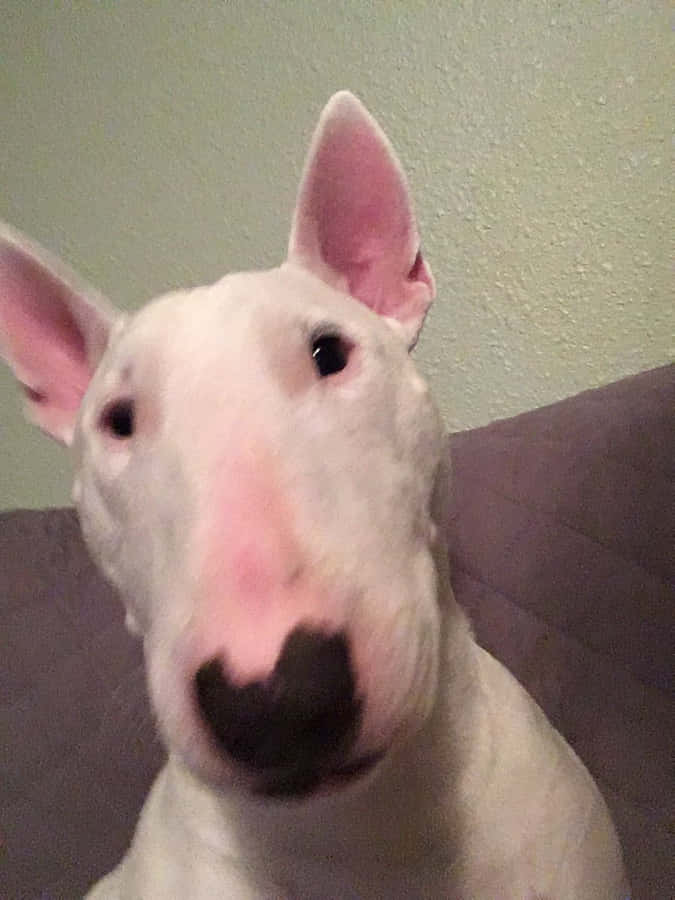 Melty32's tweet photo. @NotAkiBC @floaromaa i told you to stop contacting me since you ran over my dog Walter (fly high walter ♥🕊) 
enough is enough! seek help. https://t.co/07qKpz9od0