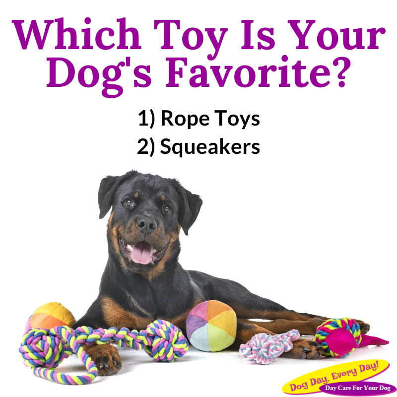 DogDayEveryDay's tweet photo. Vote in the comments and let us know which type of toy your dog prefers! #WeLoveDogs #petparents #WestChesterOhio #cutedogs https://t.co/fPeaa2eDPT
