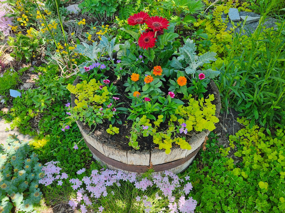 WalkingCalgary's tweet image. Yet another Front Yard Flowers and Plants from #Highwood.

#Calgary  #yyc
