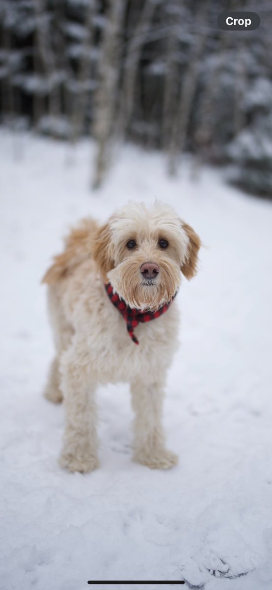 eziquat's tweet photo. I heard dogs and doge loves X https://t.co/OvoXe7bj7x