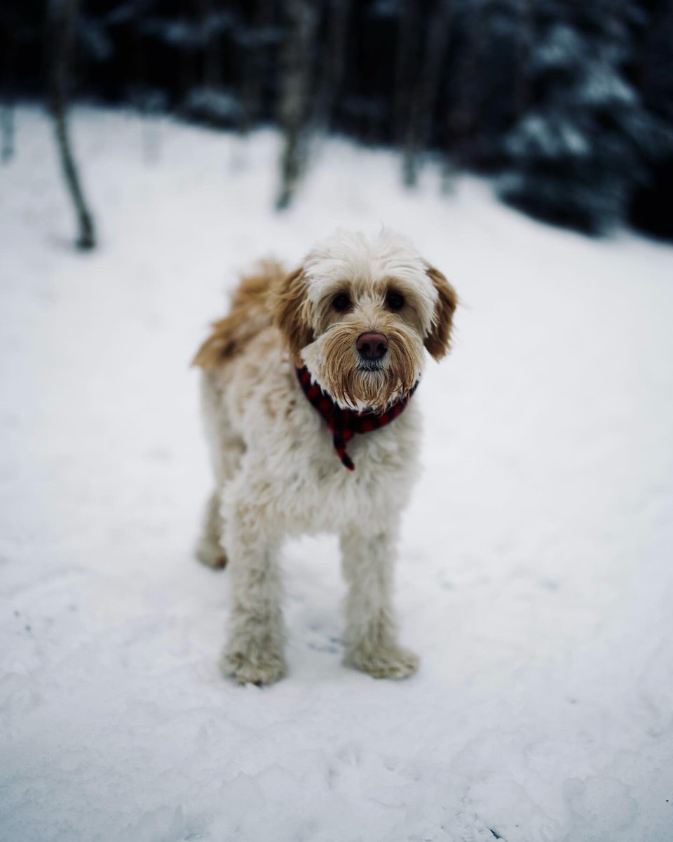 eziquat's tweet photo. I heard dogs and doge loves X https://t.co/OvoXe7bj7x