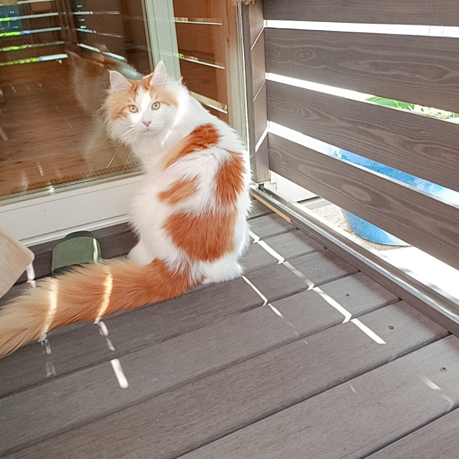 mainecoon_sette's tweet photo. おはようございます🌞
今日も暑くなるにゃ！

#メインクーン #メインクーン男の子 #長毛猫 #猫 #猫のいる暮らし #今日の猫 #朝 #おはようございます #maincoon #maincoonlovers #maincoonboy #cat #todayscat #goodmorning #fluffycat #haveaniceday https://t.co/RDR6lO0b6I
