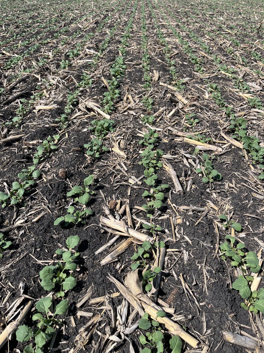 Last seeded canola, into corn trash, tough conditions, looking great! If that doesn’t give you a stiffy, what will? #scoutingthots