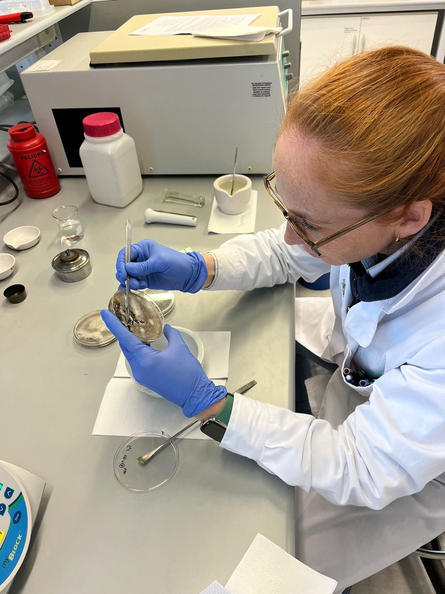 cecimonesiglio's tweet photo. Laboratorio de Biotecnología INIA LE optimizando técnicas moleculares para el diagnóstico de enfermedades. Dando apoyo a las investigadoras en fitopatología @SilviaP10455364 @PaulaSilva_Uy #biotecnologiavegetal_INIA @INIA_UY https://t.co/KGNfofHuWh
