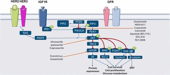 Guilherme Nader Marta (@guinadermarta) on Twitter photo PI3K/Akt-targeted agents entered clinical practice & may soon bring precision oncology to 1st line of Tx for ER+ breast cancer
Out in <a href="/CHematology/">Critical Reviews in Oncology Hematology (CROH)</a> our review on the activity, biomarkers & toxicities w/ these agents & next steps in the field
tinyurl.com/PI3KAkt
<a href="/OncoAlert/">OncoAlert</a> PI3K/Akt-targeted agents entered clinical practice & may soon bring precision oncology to 1st line of Tx for ER+ breast cancer
Out in <a href="/CHematology/">Critical Reviews in Oncology Hematology (CROH)</a> our review on the activity, biomarkers & toxicities w/ these agents & next steps in the field
tinyurl.com/PI3KAkt
<a href="/OncoAlert/">OncoAlert</a>