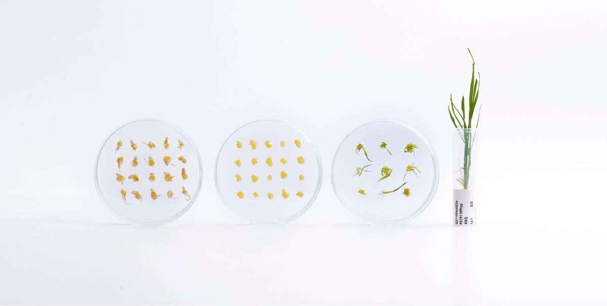 wimi_biotech's tweet photo. WIMI, meaning "the future crops" (未米) in Chinese, has been the leading provider of high-quality fee-for-service plant transformation since 2017. 🌱🌟
#Innovation
#Biotechnology
#FutureCrops
#PlantTransformation
#GeneticTransformation https://t.co/sMtf94e8Q6
