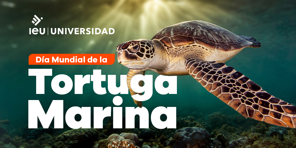 En este #DíaDeLasTortugasMarinas recordemos la importancia de preservar su hábitat y apoyar la conservación marina. ¡Cada acción cuenta para protegerlas! -#UniversidadIEU 🦏
