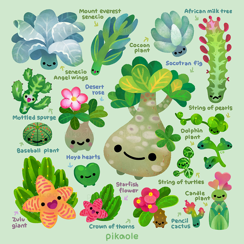 Baby succulent 4